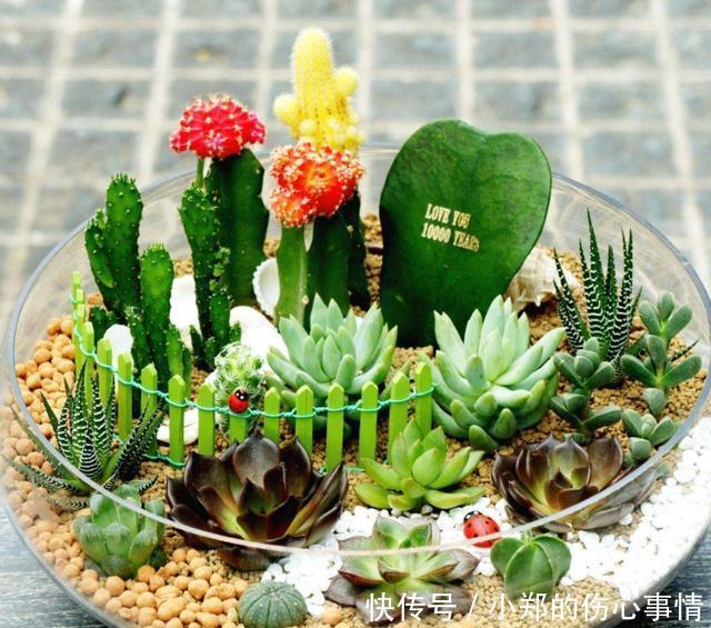 养花尽量不要养多肉！要不然你的生活就会变成这样