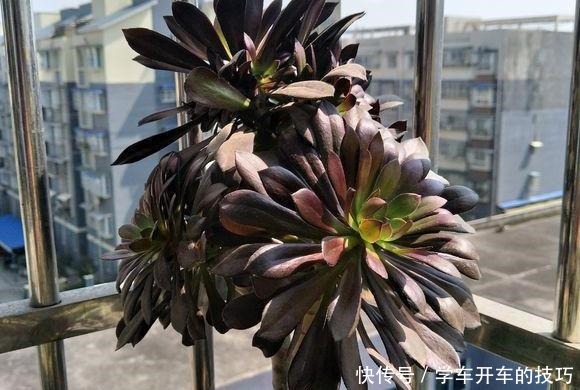 多肉法师想“爆头”不用砍刀,3个方法不露痕迹,变成“伪老桩”!