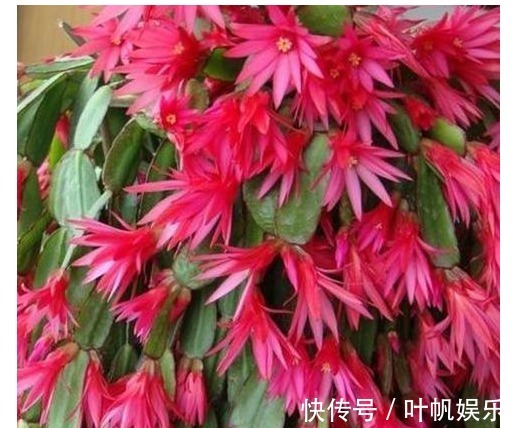 君子兰养了3年都不开花浇水时候兑点“它”,年年开花爆盆