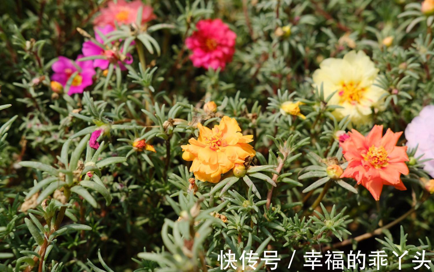 养花试试这几款，花姿美丽动人，开花时间较长