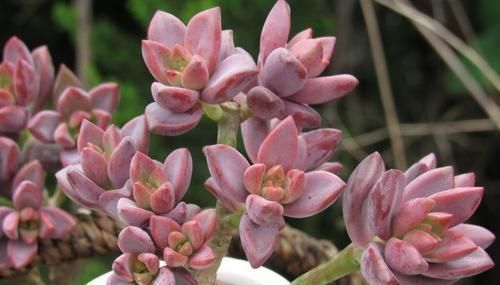 悬崖|养多肉姬胧月，了解掌握3个技巧，1年长成悬崖老桩