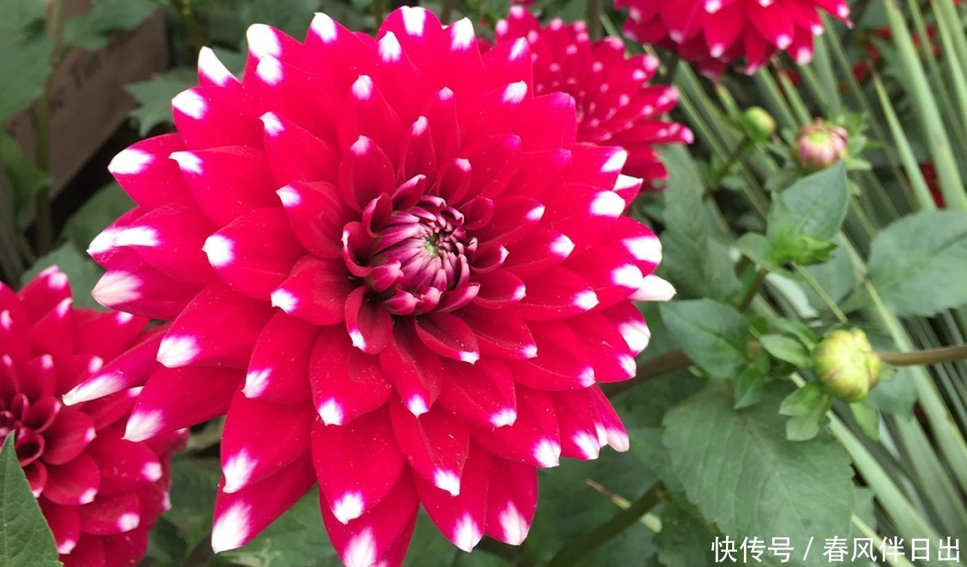 连开半年的花,花朵大姿态美,这个优质品种你养过吗?