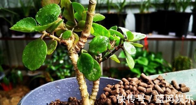 老桩|家里的长寿花,用1种方法,让它尽快长成老桩,开花多又美