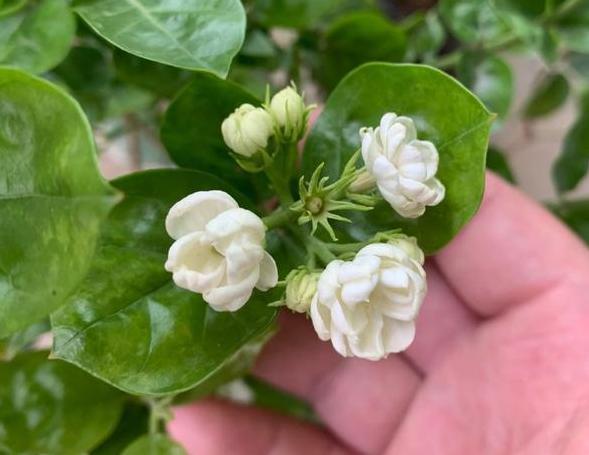 盆栽茉莉取代人造香水,该如何养好掌握4点,开花又白又香