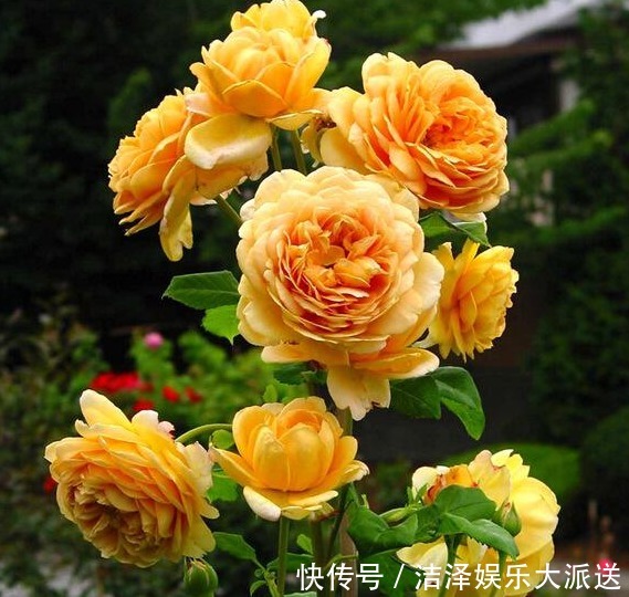 花朵|1种“黄金花”，开花金灿灿，花香胜茉莉，比玫瑰更娇艳，开三季