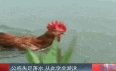 段子|搞笑GIF段子:妹子,我还真是服你了!网友们给想个办法吧