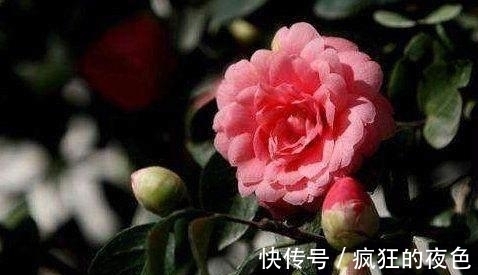 世界上最稀有的花朵，有的臭气熏天，还有一个仅剩两朵