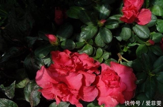 酸性土|杜鹃花怎么养都养不活?没关系,注意这5点就够了!