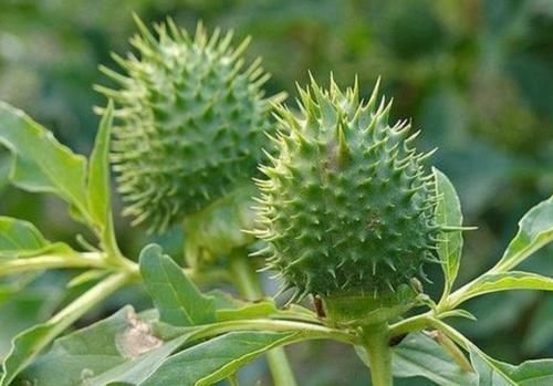 农村常见的2种植物，原来毒性那么强，以后见了要躲开