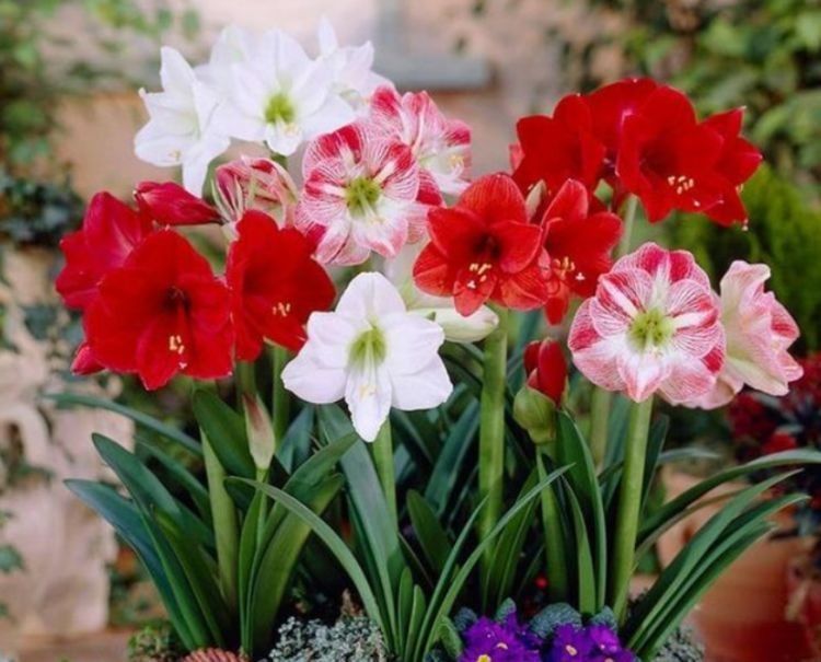 几种花超漂亮,惊艳四座,好养易爆盆,阳台开花变温馨小花园