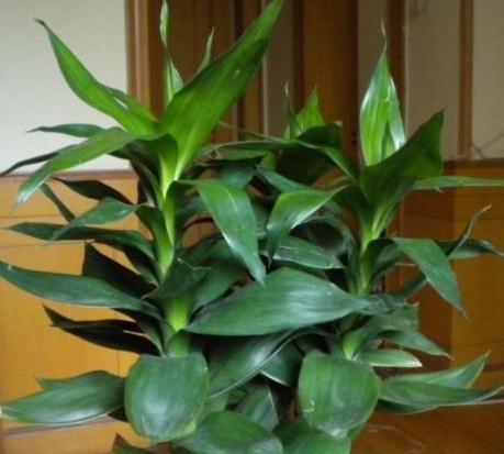 网购狂欢节,3种绿植最受欢迎,大气,上档次,空气特别好