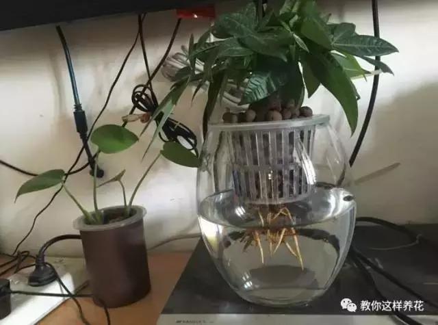 土生根|4种花放水里猛长根,比土培好养100倍,一分钱不花,还很漂亮!