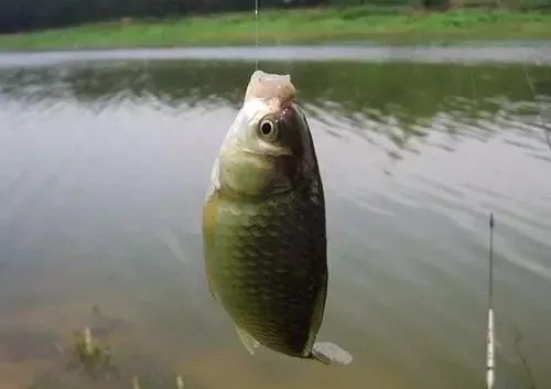 冬季野钓时,这3个技巧老钓友经常用,不吹不黑,半个小时就爆护