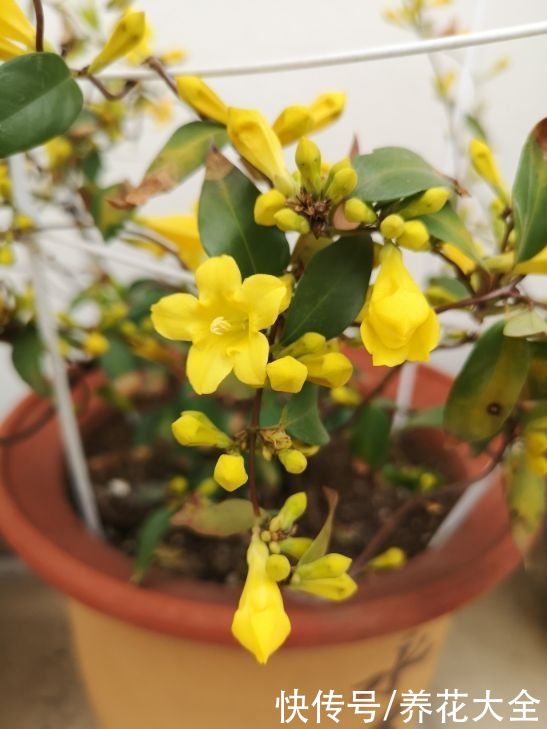  香味|香味怡人的法国香水花，开花通体金黄色，一年能开上百天