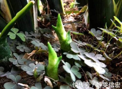 王大爷|养虎皮兰,营养水7天浇一次,叶子亮又绿,边开花边长芽!