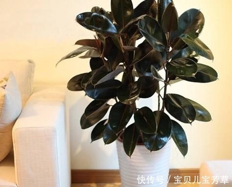 植株|生活可以绿色有情调,卧室养花种草这样摆放,简直秀翻朋友圈了