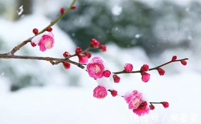 古诗$勾引春光一半出。四首早梅古诗,四种意境美,值得品读