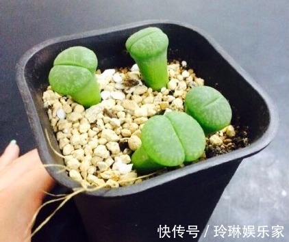 虹之玉锦|别人家和我家“多肉”对比图，能养得“丑”出境界的，真是辛苦了