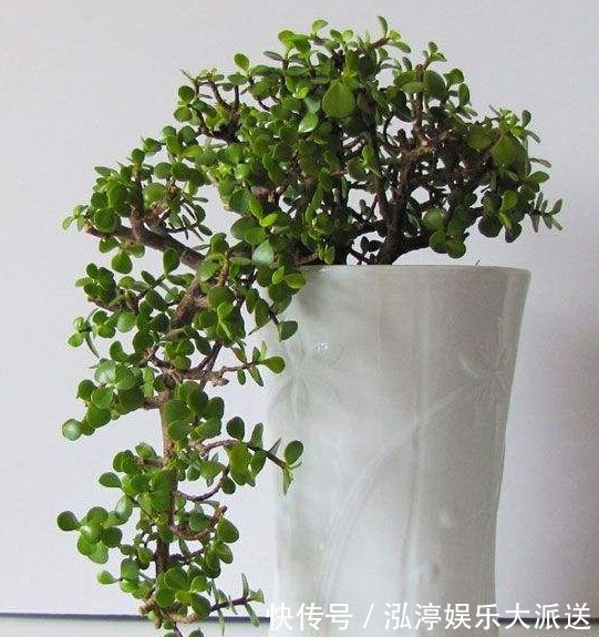 家里人最适合养的3种花，不仅寓意好，而且长得好，花友都会喜欢