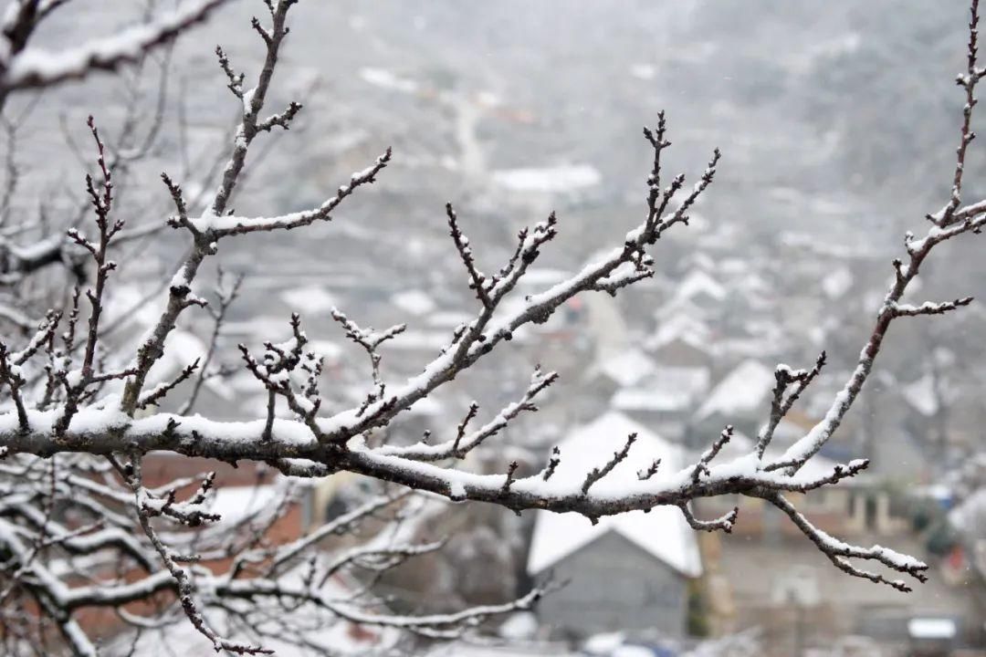 冬雪|静美如初！在冬雪里重遇海阳