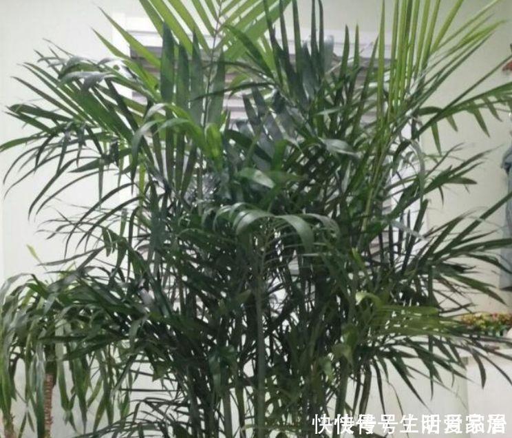 “4种花”随便养,招财纳福好运来,日子越过越红火