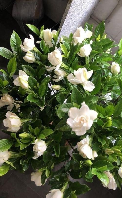 客厅养花,这6种“香香花”,花香浓郁,养在客厅衣服都带香味