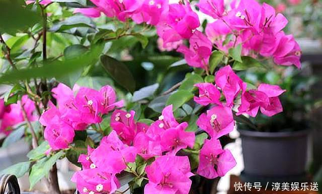 绿叶|养三角梅，学会此“绝技”，想让它啥时候开花，任由你控制