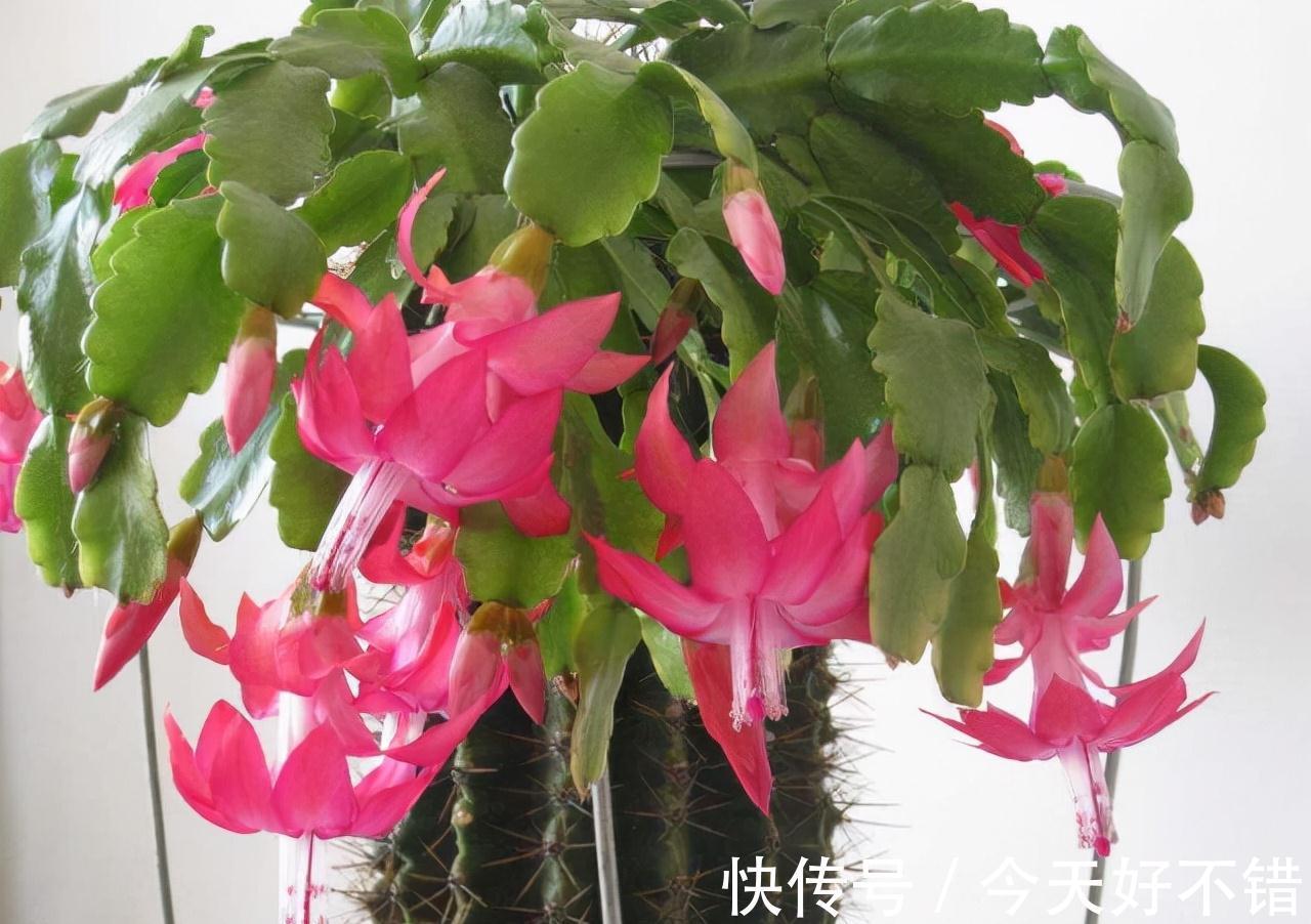 养花达人刘叔,只喂蟹爪兰1溶液,到了花期,长出的花卉直接爆盆