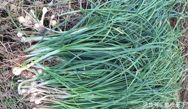 野葱|提个醒：农村荒地遇见此物，记得摘回家，好处十分的多，了解下