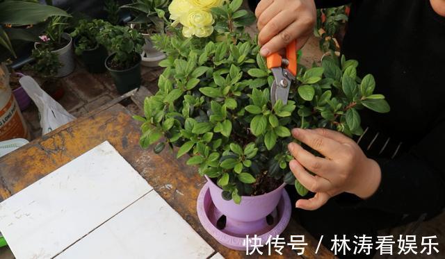 养分|杜鹃花谢后，咔咔“剃光头”，来年开花量，多了好几倍