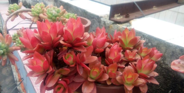 养护|养多肉,不是任何时候都该控水!