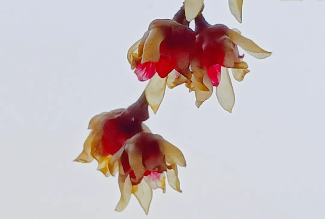 雪小禅$散文诗:不怨梅开早,不嗔雪落迟