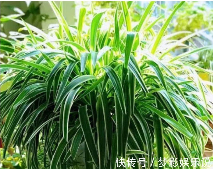 甲醛|人养花,花也养人,3种花养家里,专吸甲醛、二手烟,懒人最爱