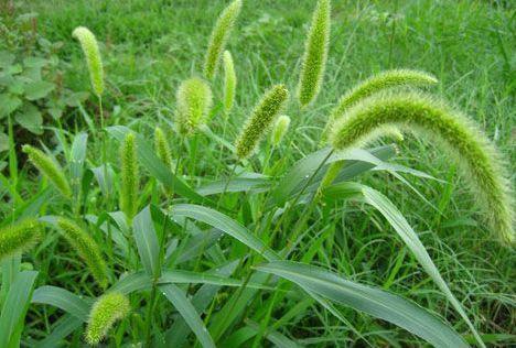 解毒|夏季随处可见的“狗尾巴草”,能清肝明目,解毒利尿,功效很强大