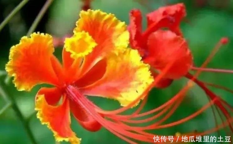 养花就养个花期长的,花大色艳,层层交叠,烂漫迷人眼