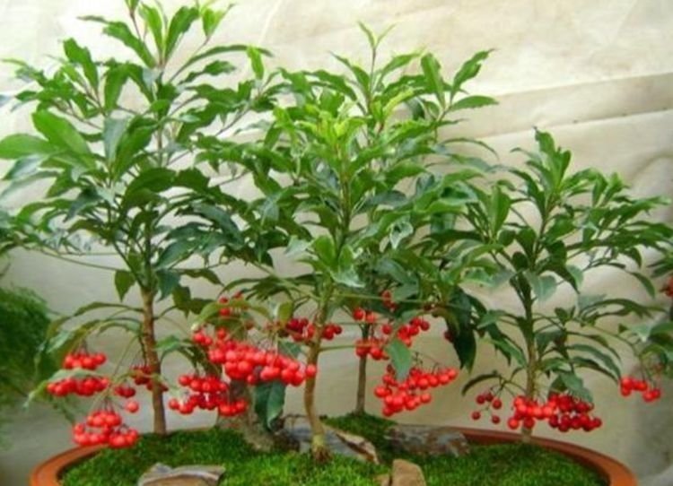 此种花很好养,耐热耐晒更耐旱,浇水就疯长,开花爆盆很容易