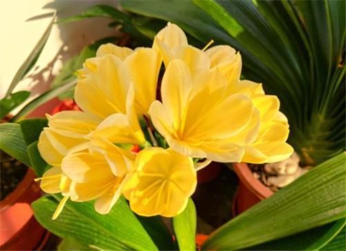 养君子兰,在盆里下“猛料”,叶绿根肥,年年开花收不住