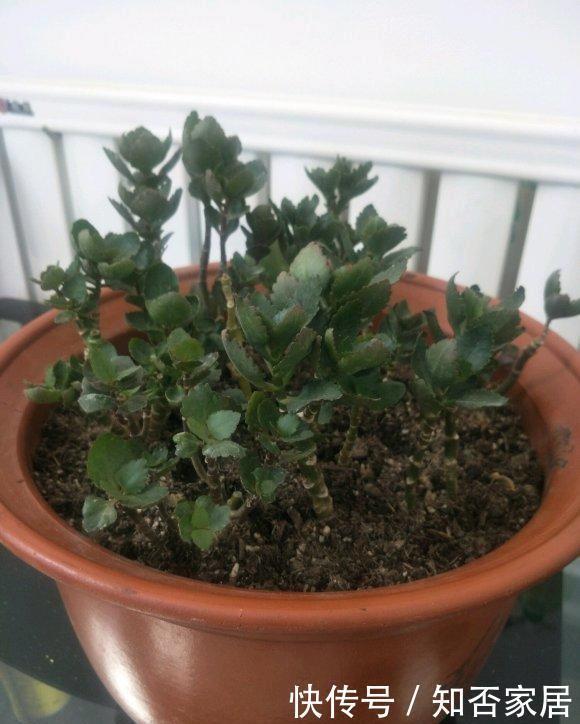 浇死|夏天养花,4种植物容易“浇死”,进入休眠期,浇水能少则少