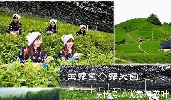 生产|你知道什么是抹茶吗抹茶究竟是如何生产出来的今天可算知道了!