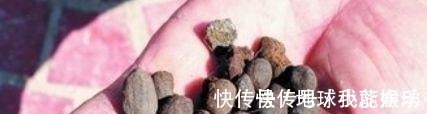 肥效性|养花时,盆底铺上30粒“它”,比鸡蛋清、骨渣都管用,养啥爆啥!