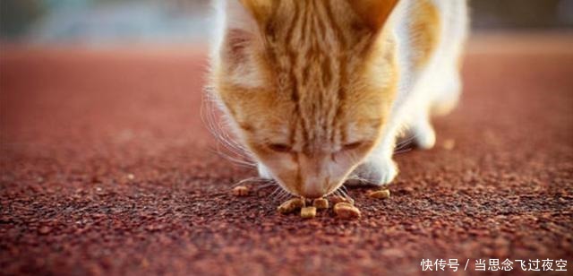 猫主食罐头一天吃多少