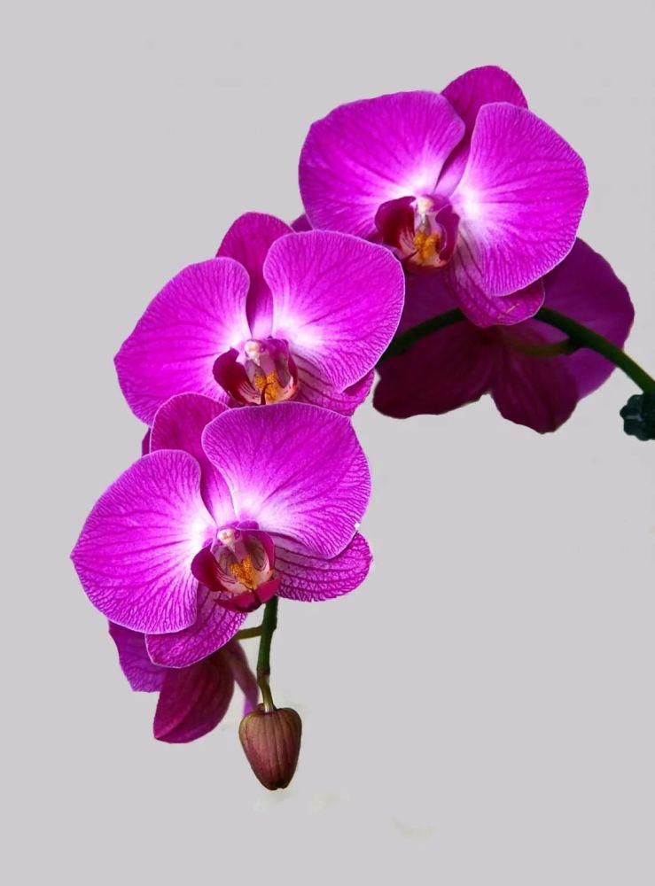 蝴蝶兰在家里怎么养？这些问题的解答来了！