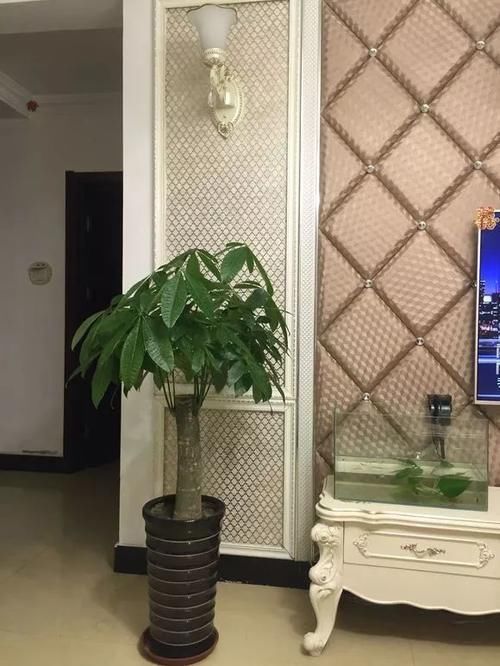 发财树君子兰烂根，可别扔了，1个小招就能救活！