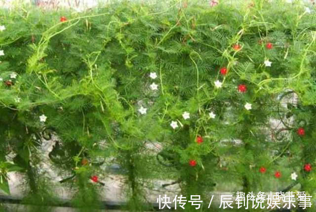 3种“爬墙”植物，种在院子里，就是天然“背景墙”，漂亮又好养