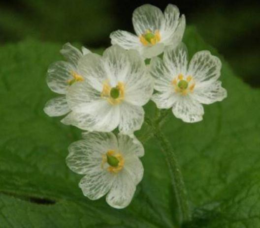 一种“隐身花”养家中,一沾水就大变样,观花又赏叶,还活血化瘀