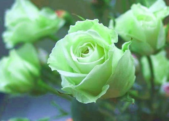 喜欢菊花，不如养盆“精品玫瑰”绿玫瑰，开花晶莹剔透，碧洁如玉