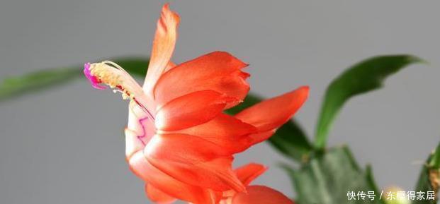 茎叶|蟹爪兰又名锦上添花,有很高的园艺观赏价值,那她的花语是啥