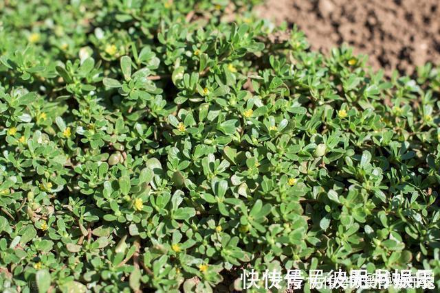 麻绳菜|本是野草,却被称为“天然青霉素”,怪不得许多人愿意吃呢