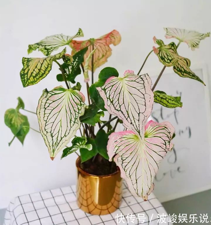 绿森林|8种“漂亮花”别晒大太阳,一晒就耷拉,客厅不见光,养成绿森林