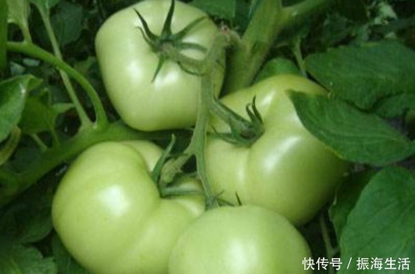 延年益寿|西红柿被称为“长寿果”,吃对了,延年益寿,吃错还有致癌的风险